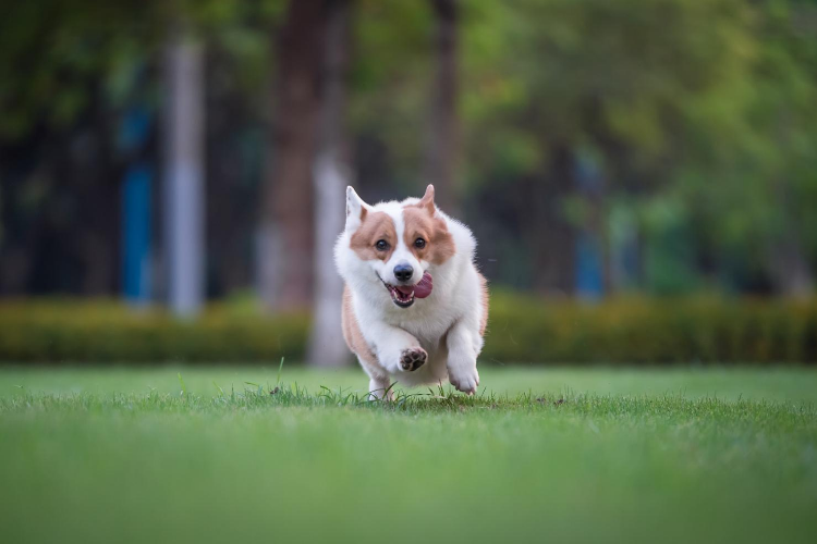 Dog Parks - Columbus, OH - Cutler Real Estate