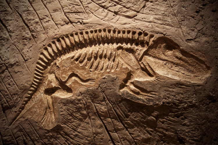 Ohio Museums for Fossils - Cutler Real Estate